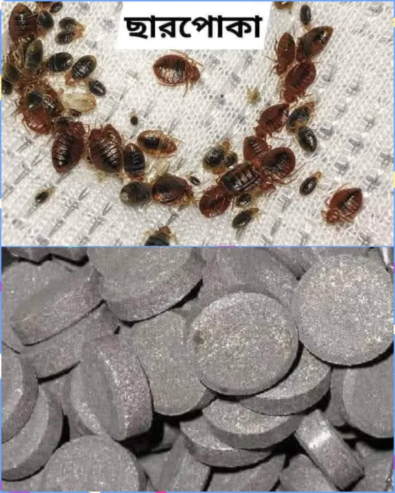 ছারপোকা ইঁদুর মারার বিষ. - Image 4